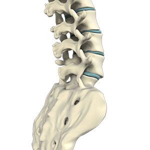 Lumbar Spine Anatomy 